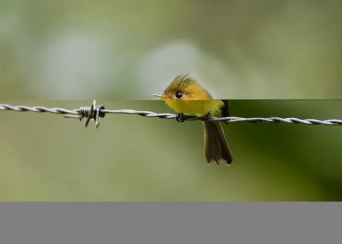 Framed Print : Common Tufted Flycatcher Print, Panama Framed Print : Common Tufted Flycatcher Print, Panama