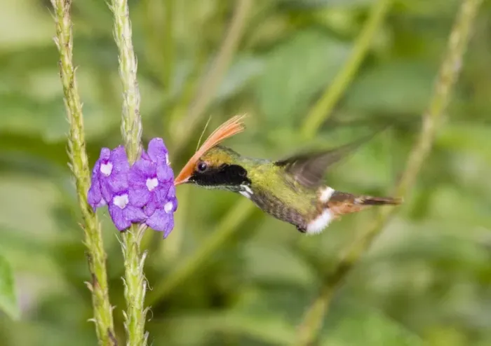 Framed Print : Rufous-crested Coquette Print Framed Print : Rufous-crested Coquette Print