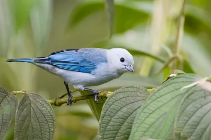 Framed Print : Blue-gray Tanager Print, 02440dt Framed Print : Blue-gray Tanager Print, 02440dt