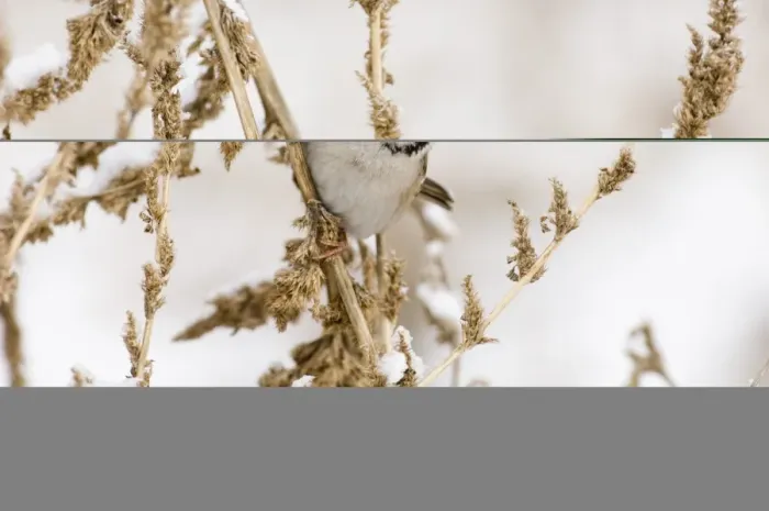 Framed Print : Tree Sparrow Print - Norfolk Winter Scene Framed Print : Tree Sparrow Print - Norfolk Winter Scene
