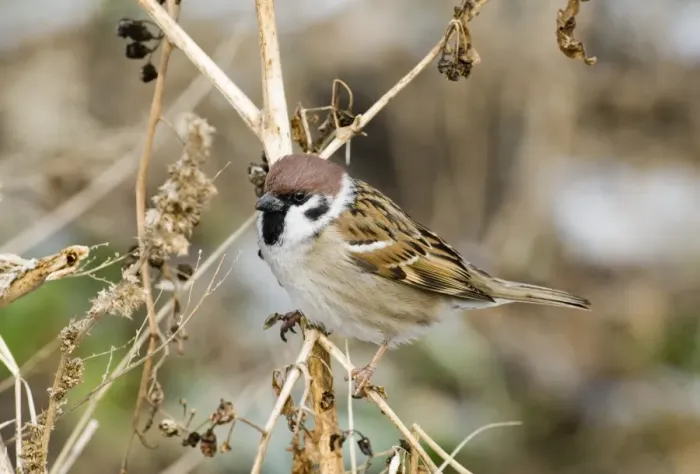 Framed Print : Tree Sparrow Print - Norfolk UK Winter Scene