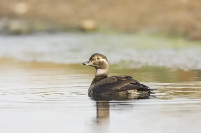 Framed Print : Long-tailed Duck juvenile Print Framed Print : Long-tailed Duck juvenile Print