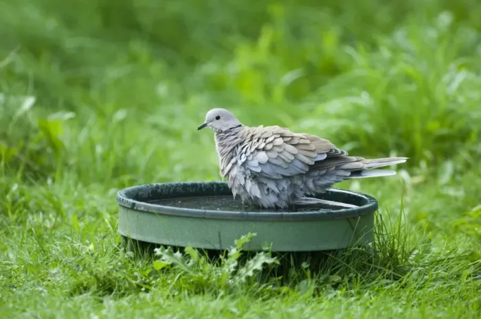 Framed Print : Collared Dove in Bird Bath Print Framed Print : Collared Dove in Bird Bath Print