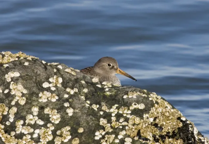 Framed Print : Purple Sandpiper Print on Rocks UK Winter Framed Print : Purple Sandpiper Print on Rocks UK Winter