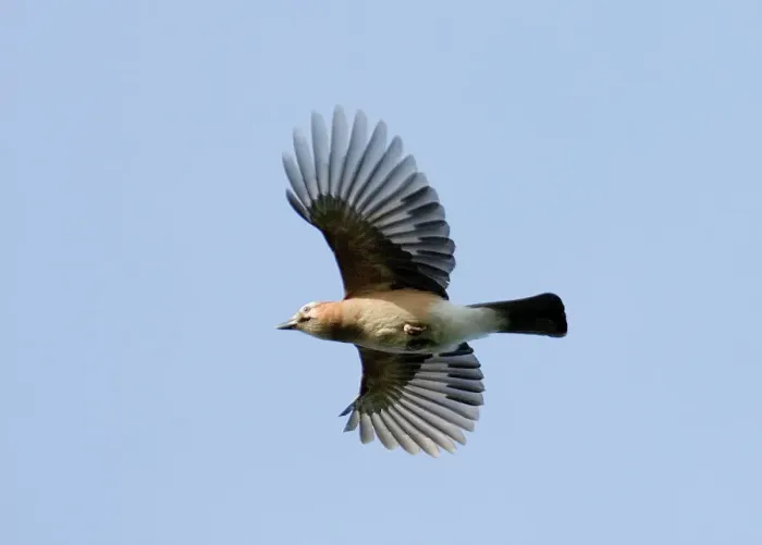 Framed Print : Jay Garrulus glandarius in Flight Print Framed Print : Jay Garrulus glandarius in Flight Print
