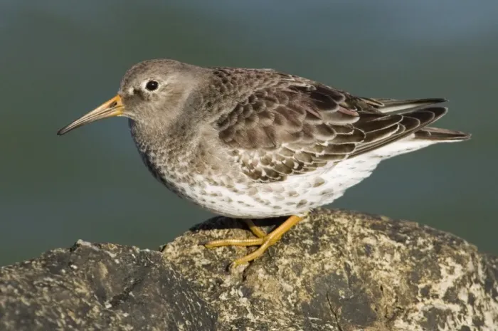 Framed Print : Purple Sandpiper Print on Rocks UK Winter Framed Print : Purple Sandpiper Print on Rocks UK Winter