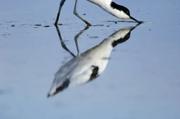 Framed Print : Avocet Print, Norfolk Coast Framed Print : Avocet Print, Norfolk Coast