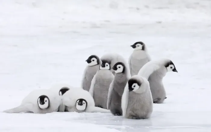 Framed Print : Emperor Penguin Chicks Print Framed Print : Emperor Penguin Chicks Print