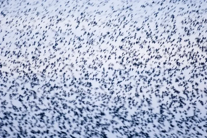 Framed Print : Starlings in Roosting Flock Print Framed Print : Starlings in Roosting Flock Print