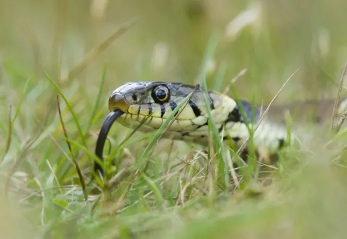 Framed Print : Grass Snake Print, Norfolk Summer Landscape Framed Print : Grass Snake Print, Norfolk Summer Landscape