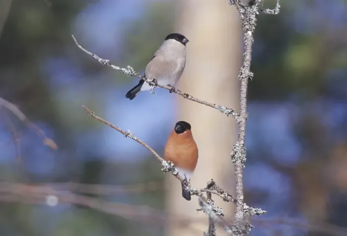 Framed Print : Northern Bullfinch Pair Print Framed Print : Northern Bullfinch Pair Print