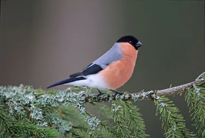 Framed Print : Northern Bullfinch Print Framed Print : Northern Bullfinch Print