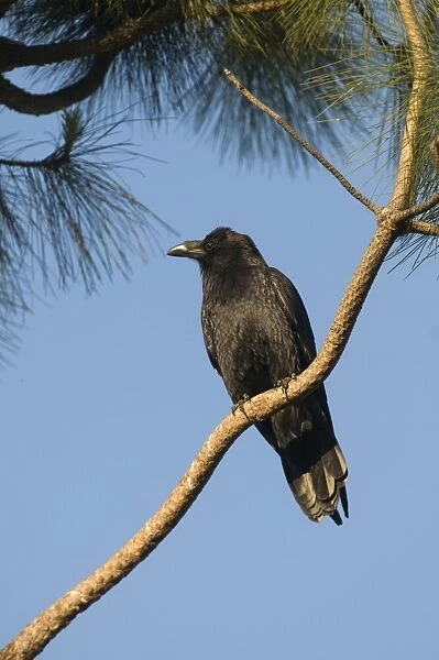 American Crow Corvus brachyrhynchos San Diego California USA