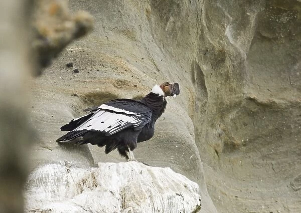 Andean Condor Vultur gryphus male on roosting ledge S. Chile November