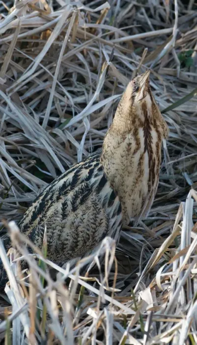 Framed Print : Bittern Botaurus stellaris Norfolk winter Print Framed Print : Bittern Botaurus stellaris Norfolk winter Print