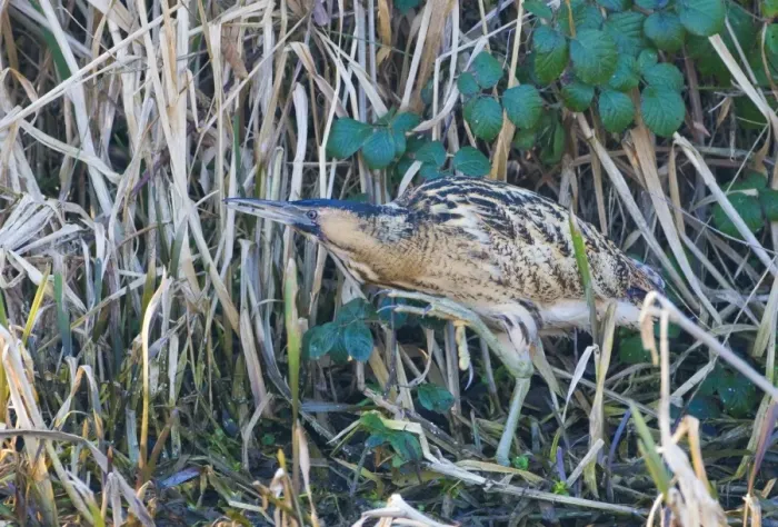 Framed Print : Bittern Botaurus stellaris North Norfolk winter Print Framed Print : Bittern Botaurus stellaris North Norfolk winter Print