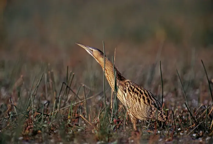 Framed Print : Bittern Print: Autumn Marsh Stalker Framed Print : Bittern Print: Autumn Marsh Stalker
