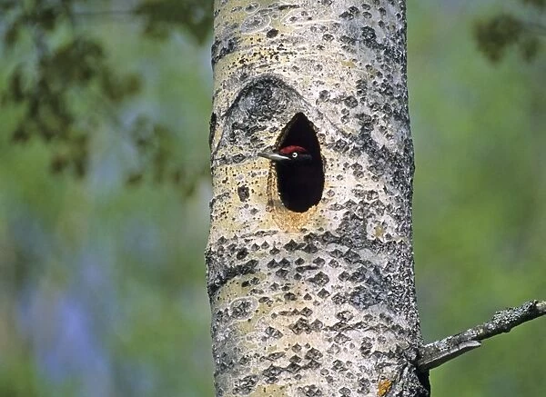 Black Woodpecker Dryocopus maritus peering from nest hole Finland June