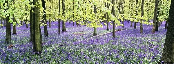 Bluebells and Beech woodland Buckinghamshire UK