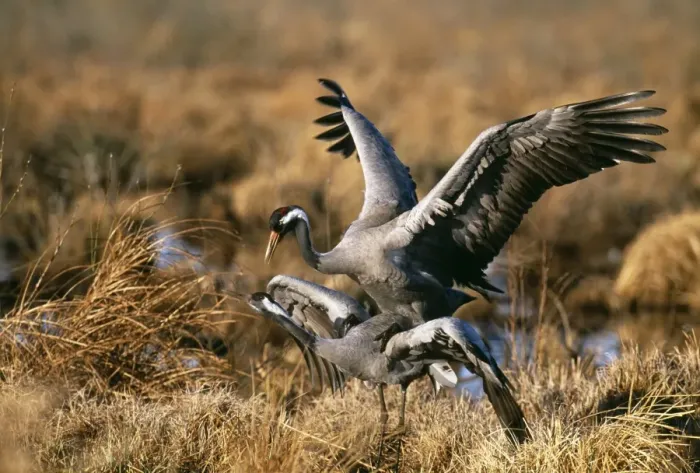 Framed Print : Common Cranes copulating Print, Sweden