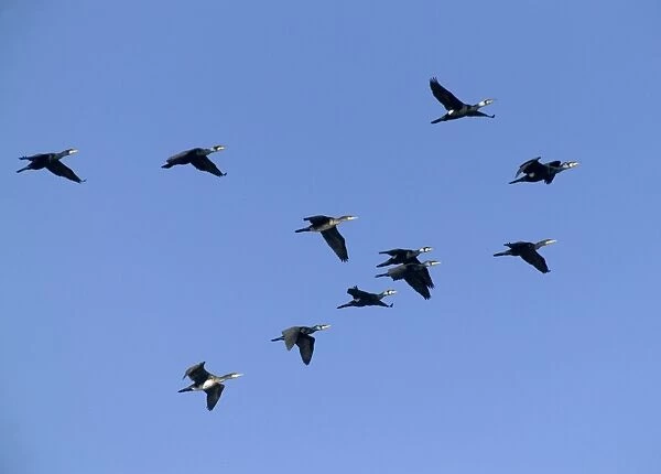 Cormorants on inland reservoir Phalacrocorax carbo Kent UK winter