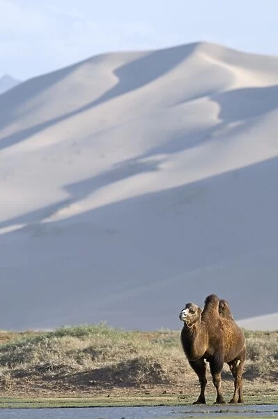 Domesticated Bactrian Camel Camelus batrianus at the base of Khongoryn Els sand dunes
