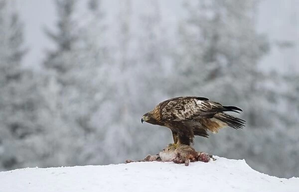 Golden Eagle Aquila chrysaetos Finland winter