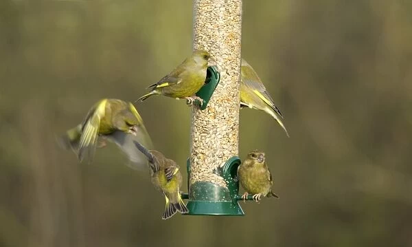 Greenfinches Carduelis chloris on garden feeder UK winter
