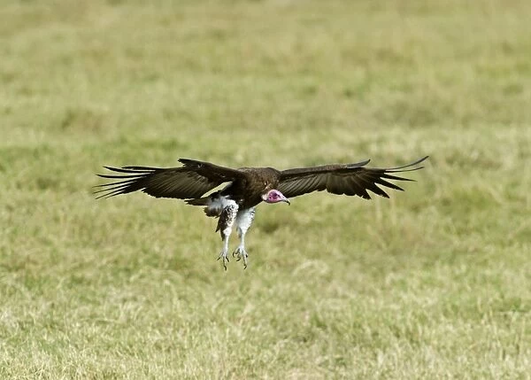 Hooded Vulture Necrosyrtes monachus Masai Mara Kenya
