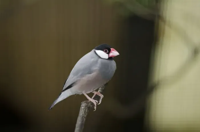 Framed Print : Java Sparrow Print in Captivity Framed Print : Java Sparrow Print in Captivity