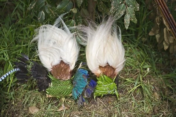 Lesser Bird of Paradise plumes for head dress at Paiya Show Western Highlands Papua