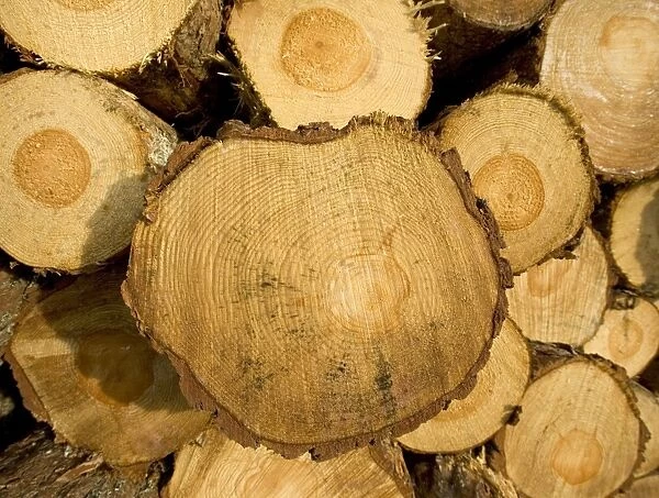 Log pile (Spruce) Speyside Scotland