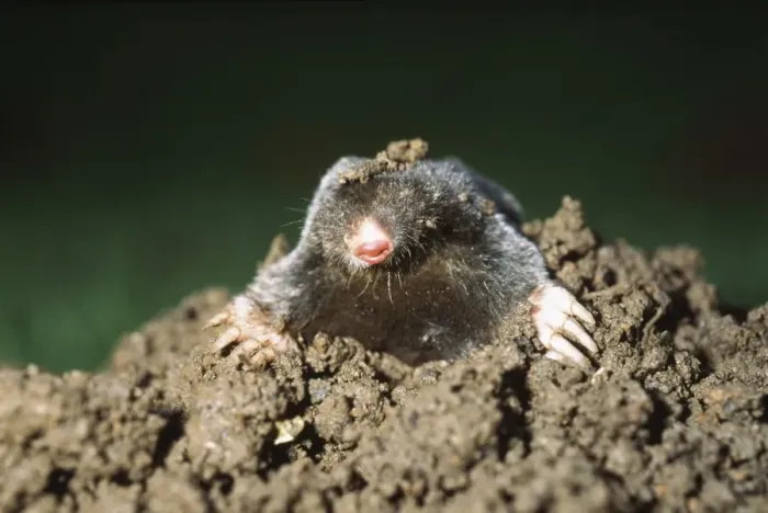 Framed Print : Mole Emerging from Molehill UK Print
