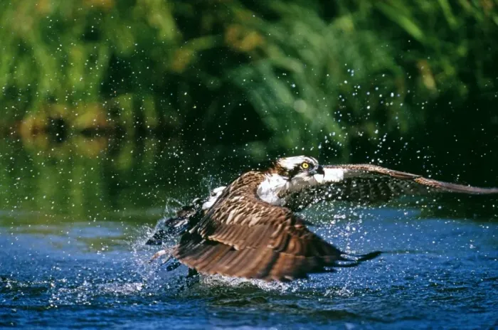 Framed Print : Osprey Print: Finland Summer Dive Framed Print : Osprey Print: Finland Summer Dive