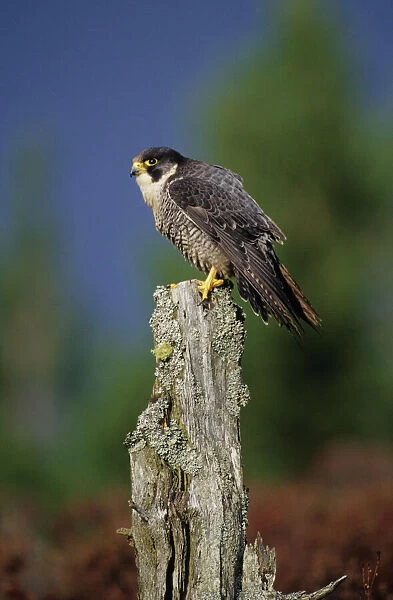 Peregrine Falcon Falco peregrinus Speyside Scotland February