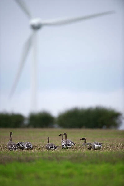 Pink-footed Geese with wind turbine in background Nr Horsey Norfolk winter
