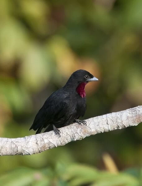 Purple-throated Fruit Crow Querula purpurata Peruvian Amazon