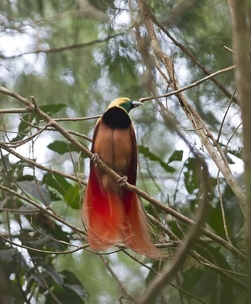 Raggiana Bird of Paradise Paradisaea raggiana male at lek in Varirata NP Papua New