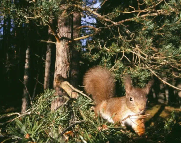 Framed Print : Red Squirrel Print, Cairngorm National Park Framed Print : Red Squirrel Print, Cairngorm National Park