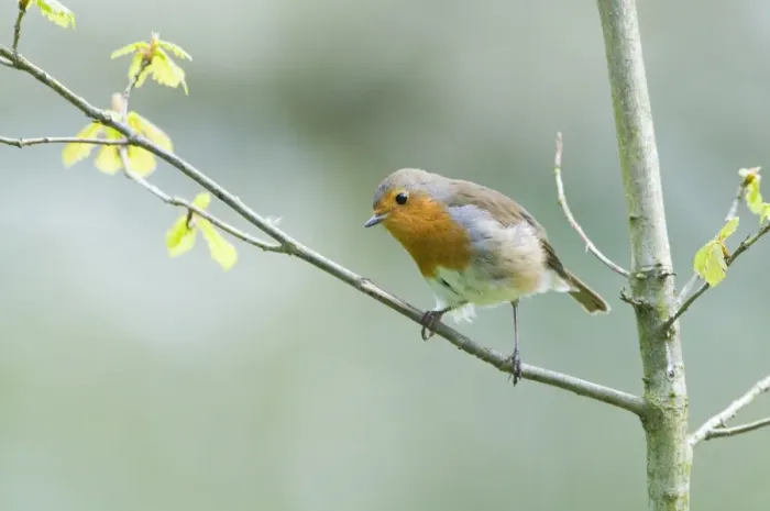 Framed Print : Norfolk Spring Robin Print Framed Print : Norfolk Spring Robin Print