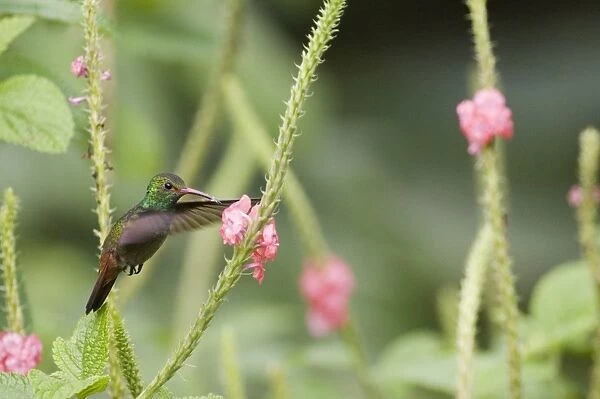 Rufous-tailed Hummingbird (Amazilia t. tzacatl) El Valle Panama