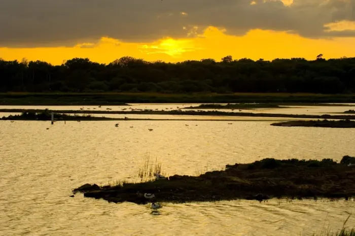 Framed Print : Scrape at Minsmere Print Framed Print : Scrape at Minsmere Print