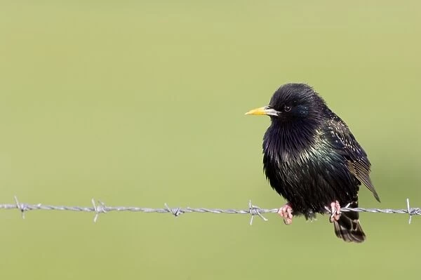 Starlings Sturnus vulgaris UK May