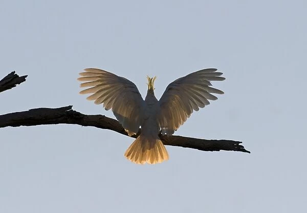 Sulphur-crested Cockatoo Cacatua galerita Miles Queensland Australia Sept