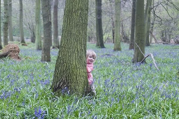 Toddler (young girl) peering around tree in Bluebell wood Bucks UK April