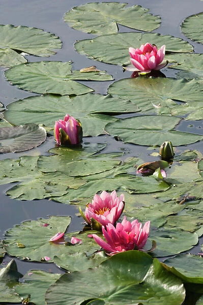 Water Lillies on garden pond Norfolk UK summer