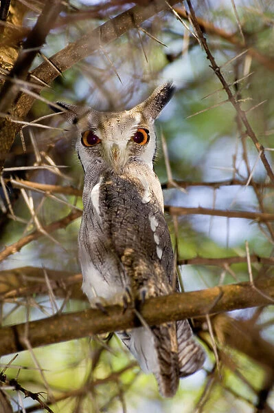 White-faced Scops Owl Otus leucotis Kenya