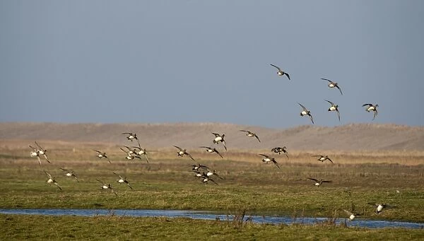 Wigeon Anas penelope flock on grazing marsh at Salthouse Norfolk