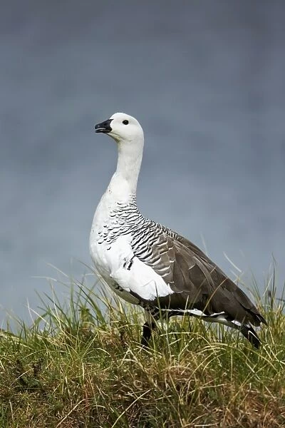 02432-00125-849. Upland Goose (Chloephaga picta) adult male