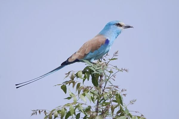 03652-00027-855. Abyssinian Roller (Coracias abyssinica) adult